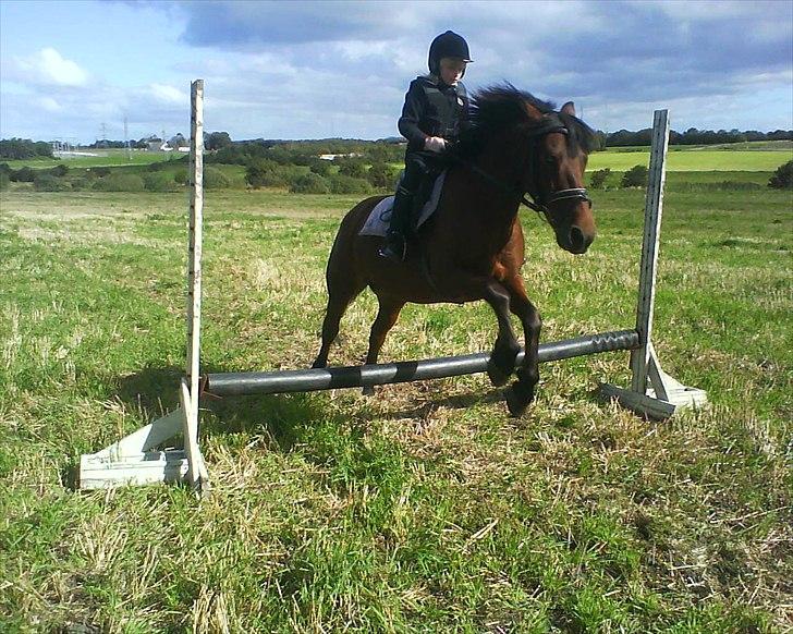 Anden særlig race Flika billede 6