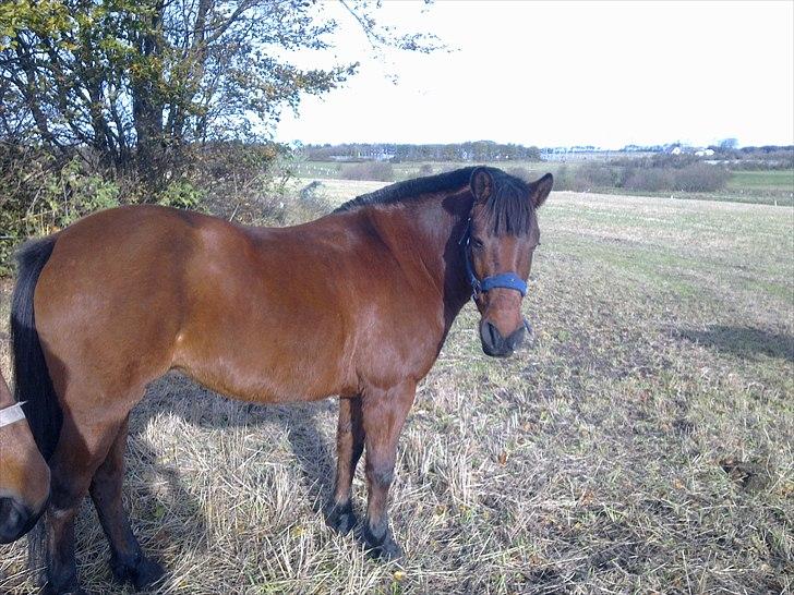 Anden særlig race Flika billede 7