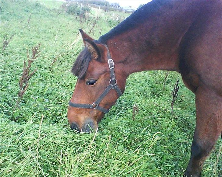 Anden særlig race Flika billede 8