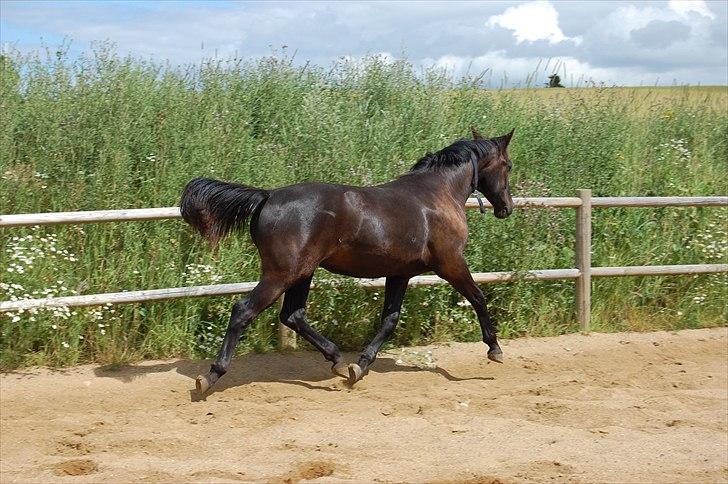 Anden særlig race Mirabelle billede 2