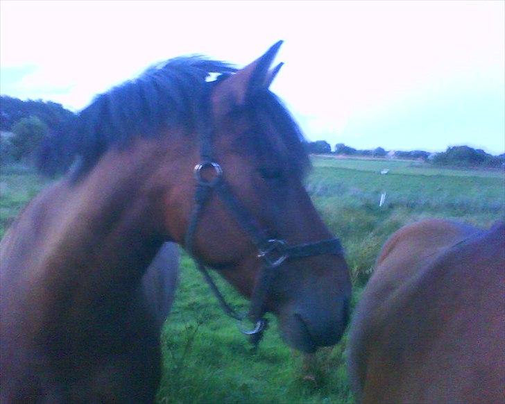 Anden særlig race Flika billede 9