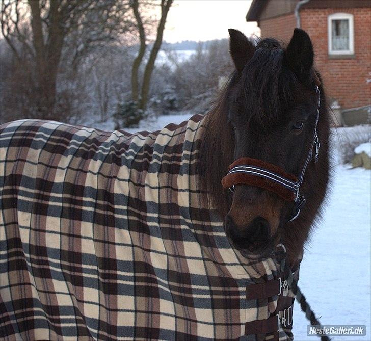 Anden særlig race Mr. Winchester- Winni *SOLGT* billede 6