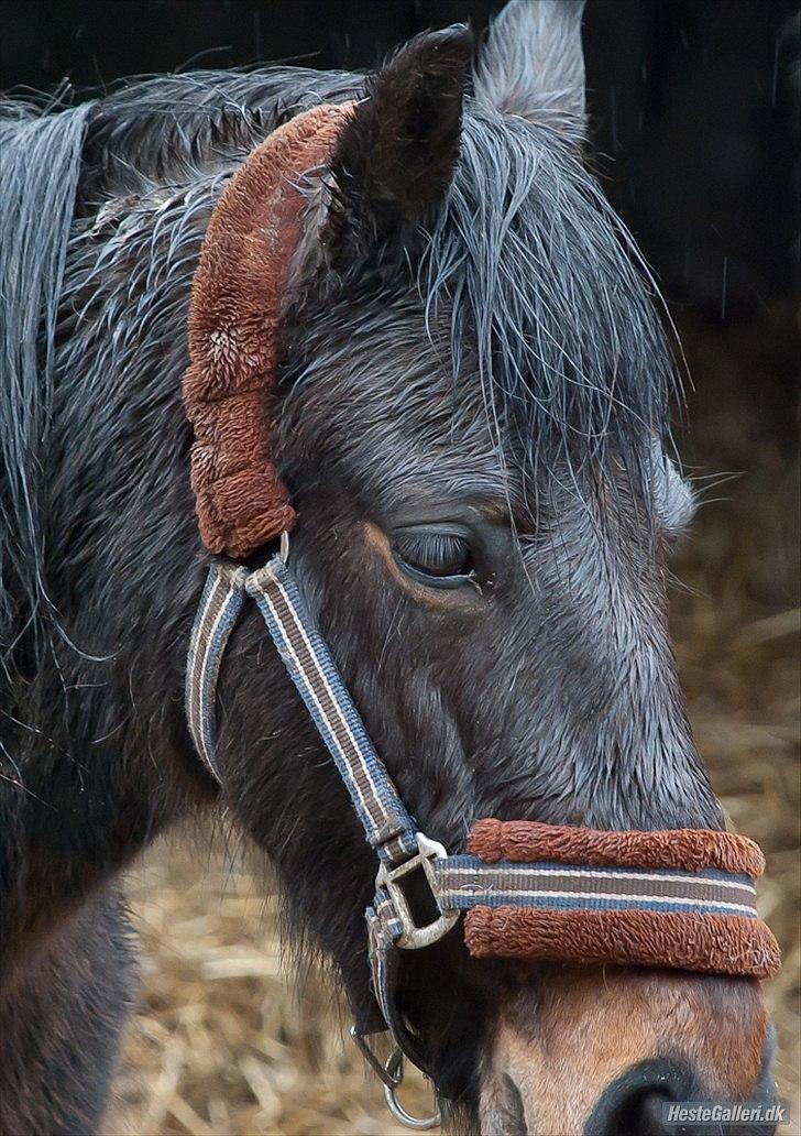 Anden særlig race Mr. Winchester- Winni *SOLGT* - jeg ved at alt kræver ærlighed, en lille smule held, og troen på sig selv.<3 - det her er hesten med verdens dejligste øjne!  billede 7