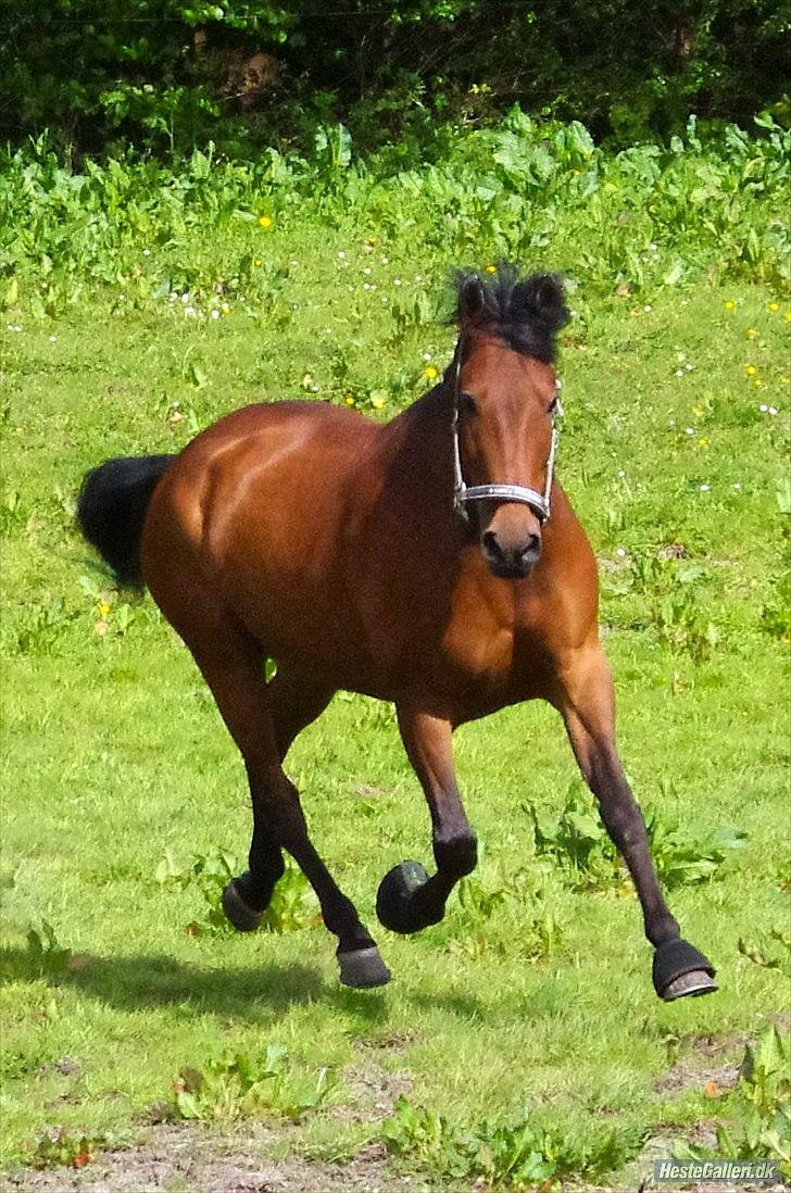 Hollandsk Sportspony Fredslunds Lenkon *A-pony* - Gallop billede 11