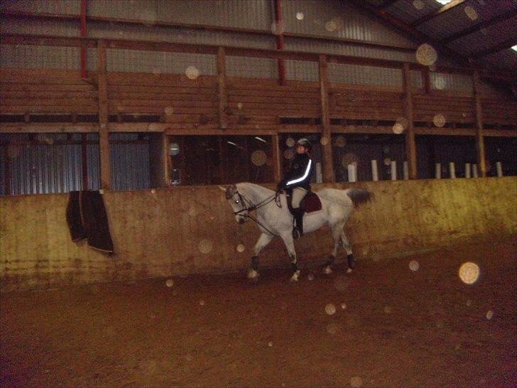 Arabisk fuldblod (OX) IS Anushka OX - Ude og ride ;) billede 9