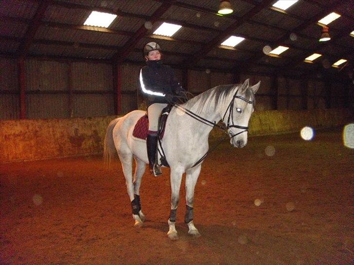 Arabisk fuldblod (OX) IS Anushka OX - Efter min mening smukke Anushka! :D billede 11