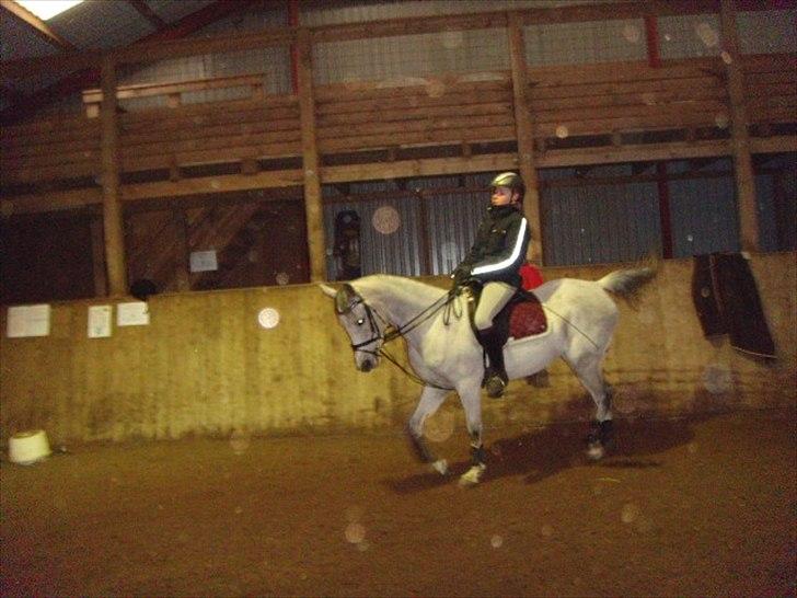 Arabisk fuldblod (OX) IS Anushka OX - Hyppe hyppe d: billede 12