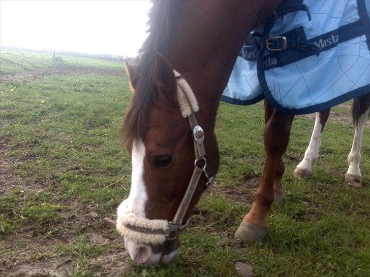 DSP Simba - På fold ved Bjarne Nilsen billede 8