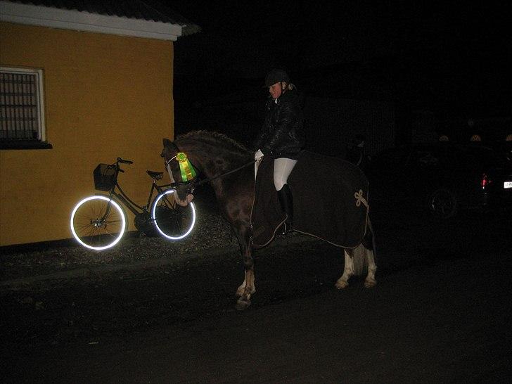 Welsh Pony af Cob-type (sec C) Maylie selwyn - hingst billede 13