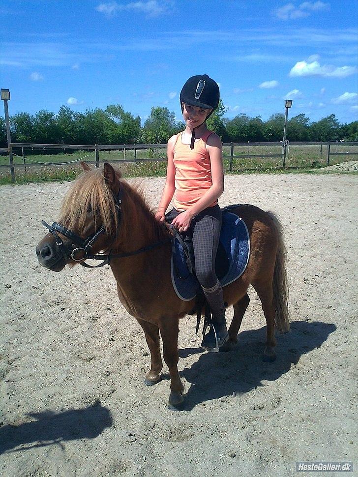 Shetlænder Frederik billede 12