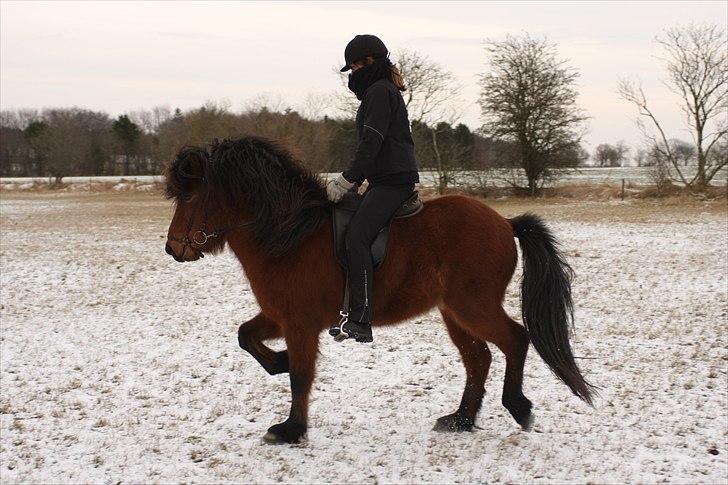 Islænder Jörfi fra Engimyri billede 15
