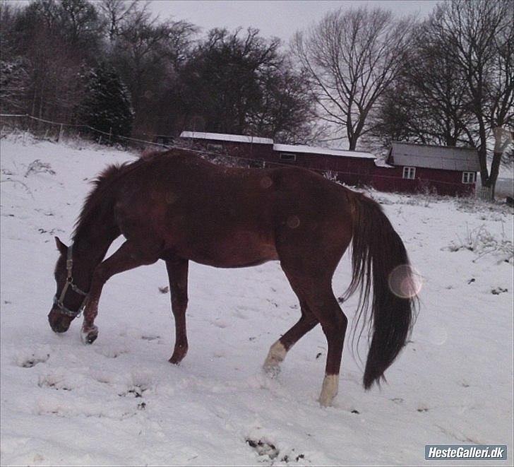 Anden særlig race bounty billede 9