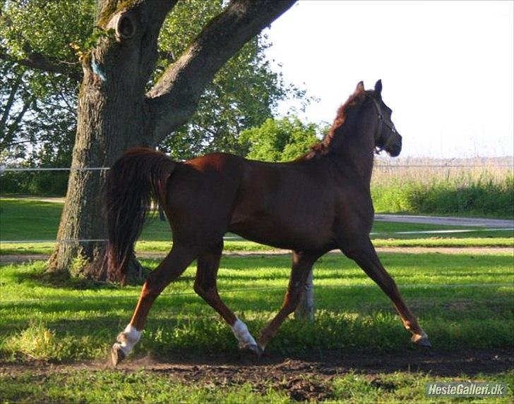 Anden særlig race bounty billede 10