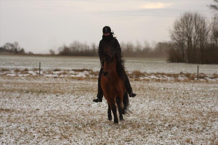 Islænder Jörfi fra Engimyri billede 16