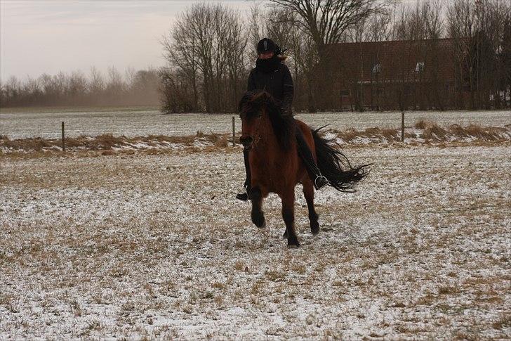 Islænder Jörfi fra Engimyri billede 17