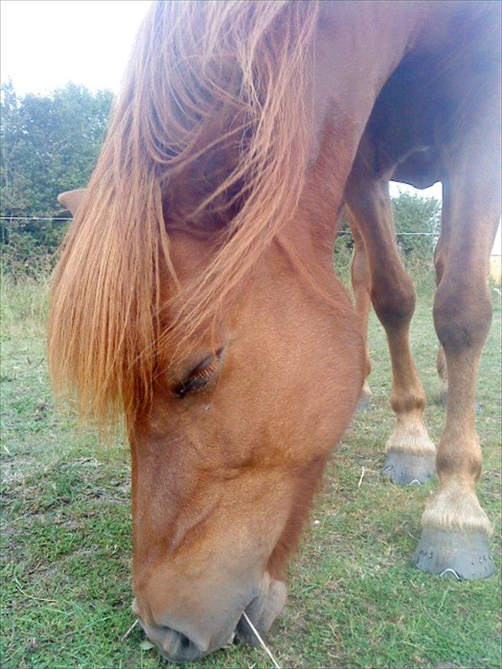 Islænder Snekkja (R.I.P) billede 1