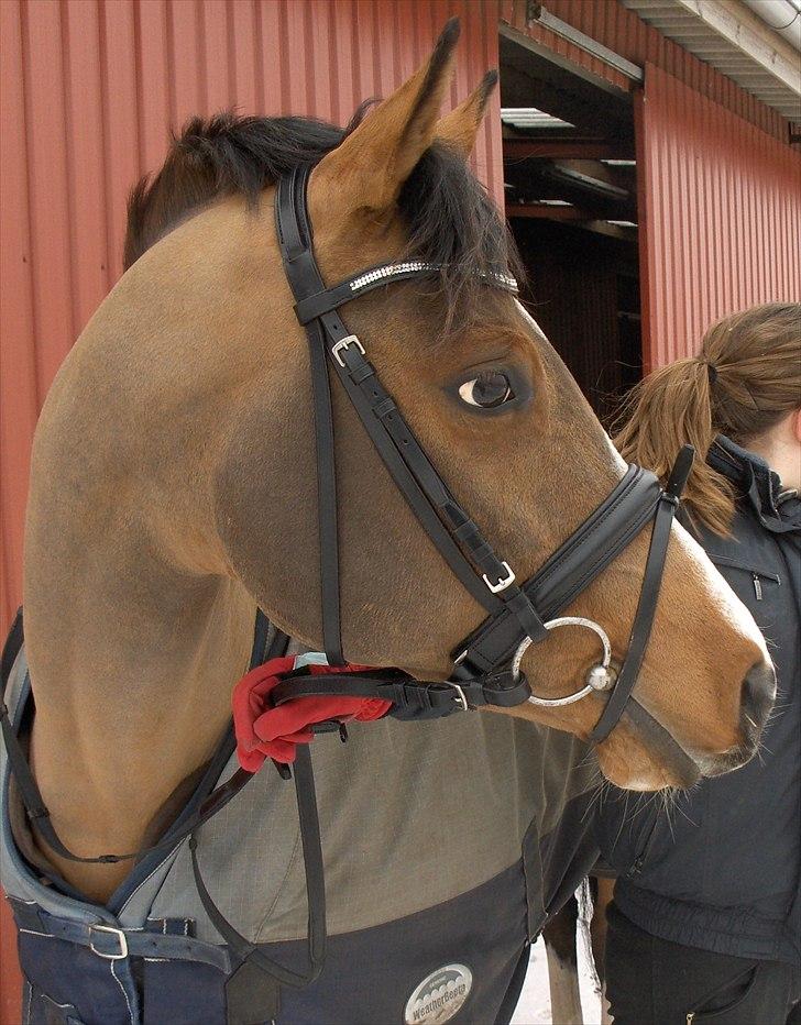 Anden særlig race Chico gamlelånepony.SOLGT billede 11