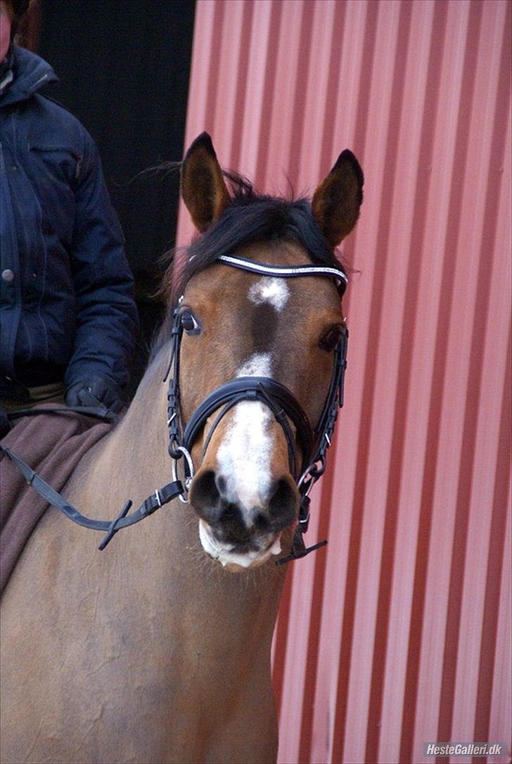 Anden særlig race Chico gamlelånepony.SOLGT billede 12