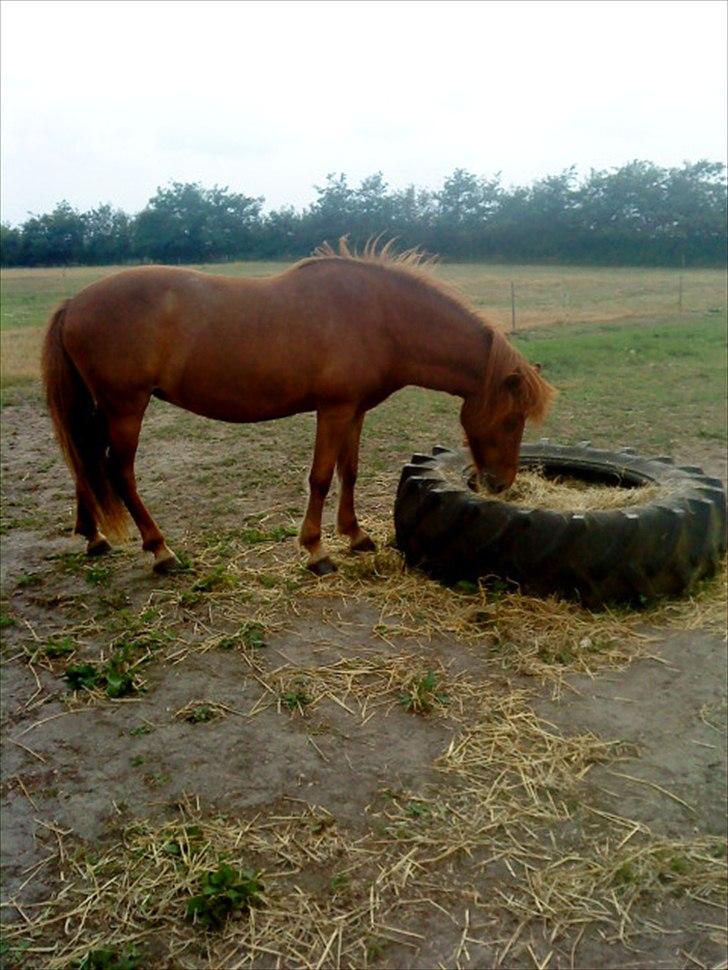 Islænder Snekkja (R.I.P) billede 2