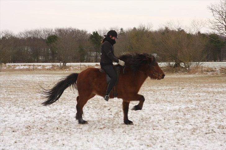 Islænder Jörfi fra Engimyri billede 18
