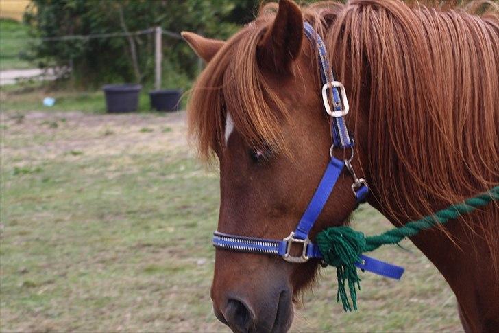 Islænder Snekkja (R.I.P) billede 3