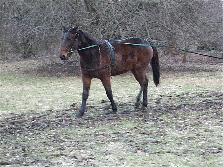 Traver Silke EC billede 3