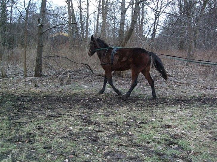 Traver Silke EC billede 4