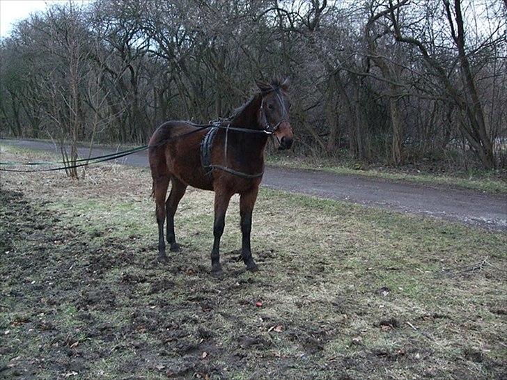 Traver Silke EC billede 6