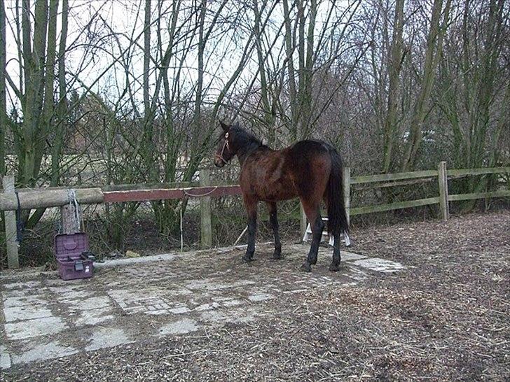 Traver Silke EC billede 7