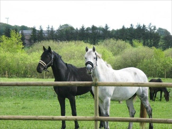 Hollandsk Varmblod Orlando billede 2