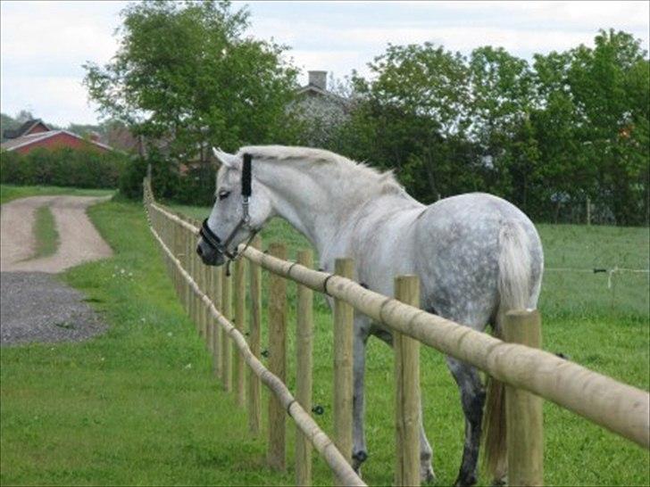 Hollandsk Varmblod Orlando billede 4