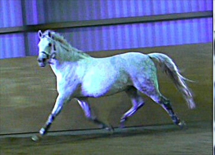 Hollandsk Varmblod Orlando billede 7