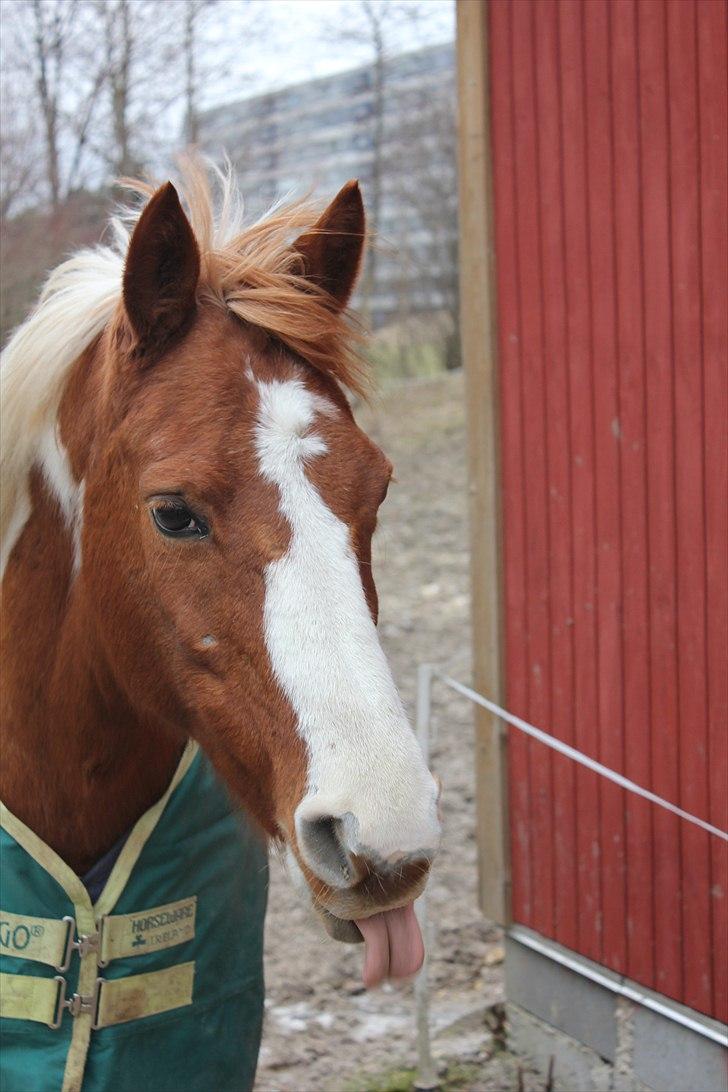 Hollandsk Sportspony Freja R.I.P..Savnes<3 - At række tunge! xD [Foto: Mig] billede 15