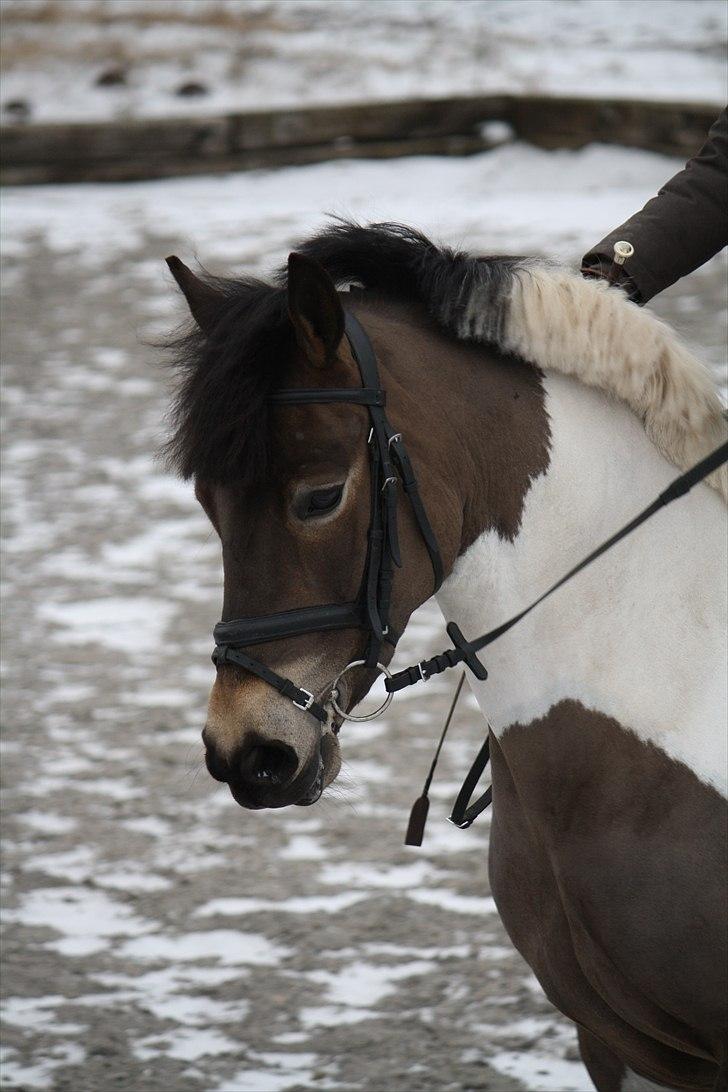 Anden særlig race Beebob billede 16