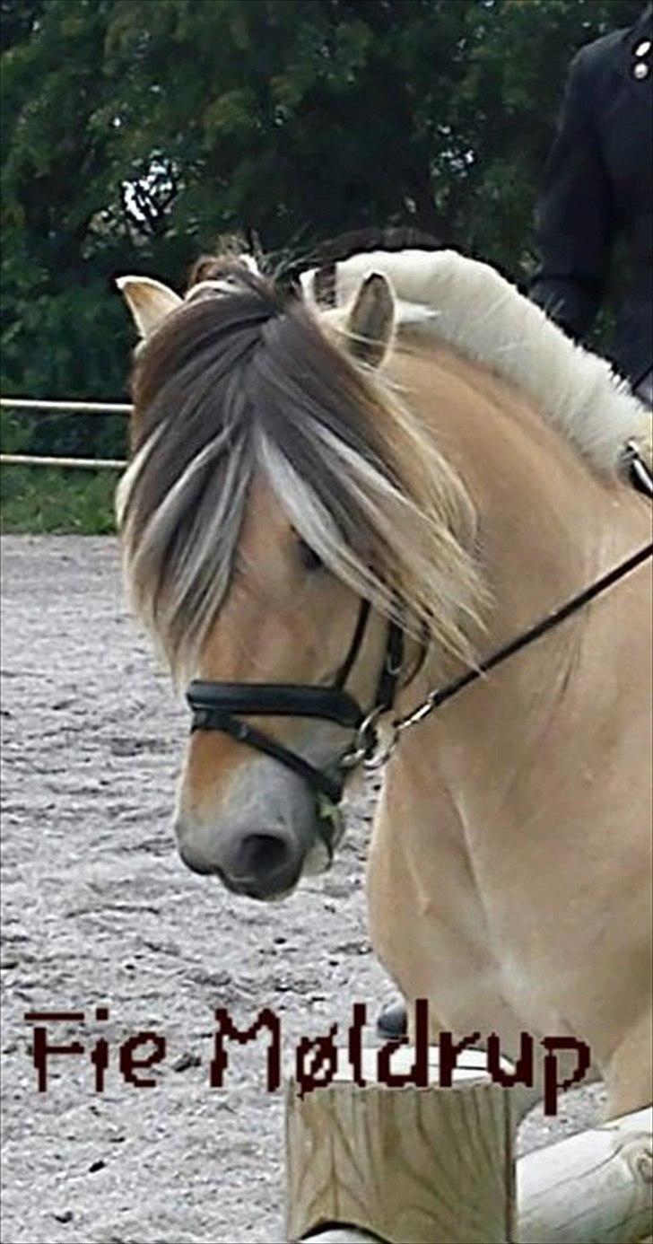 Fjordhest Fie Møldrup billede 4