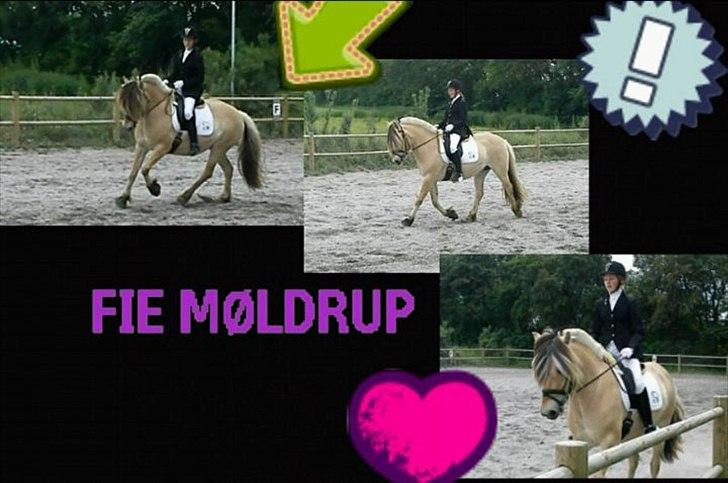 Fjordhest Fie Møldrup billede 6