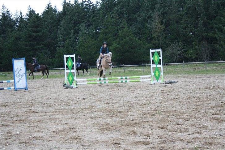 Fjordhest Fie Møldrup billede 7