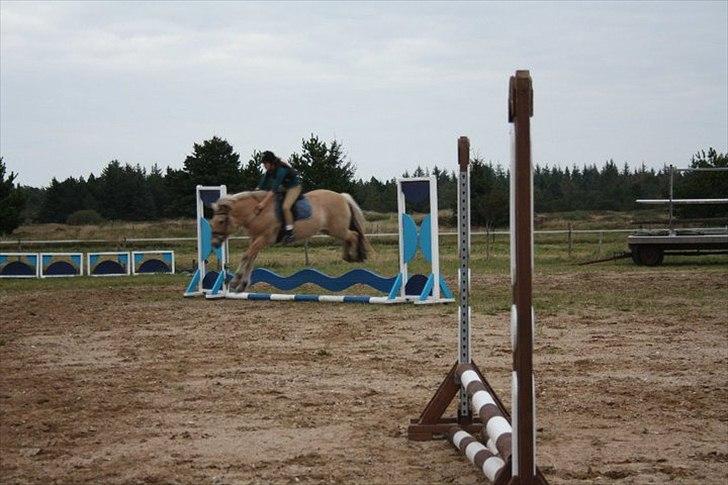 Fjordhest Fie Møldrup billede 8