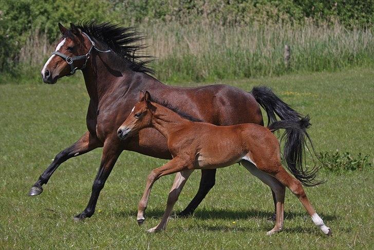 DSP Bohemo Iris - Iris med hoppeføllet I-Pod, 2008
aflivet 6 måneder gammel :'( billede 8