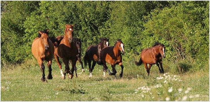 DSP Bohemo Iris - Iris fører flokken i en rask gallop :) billede 10