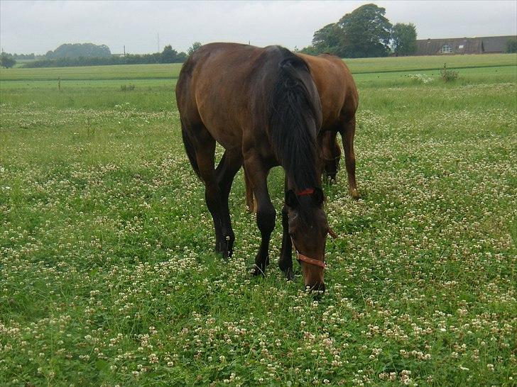Dansk Varmblod Doñana billede 12