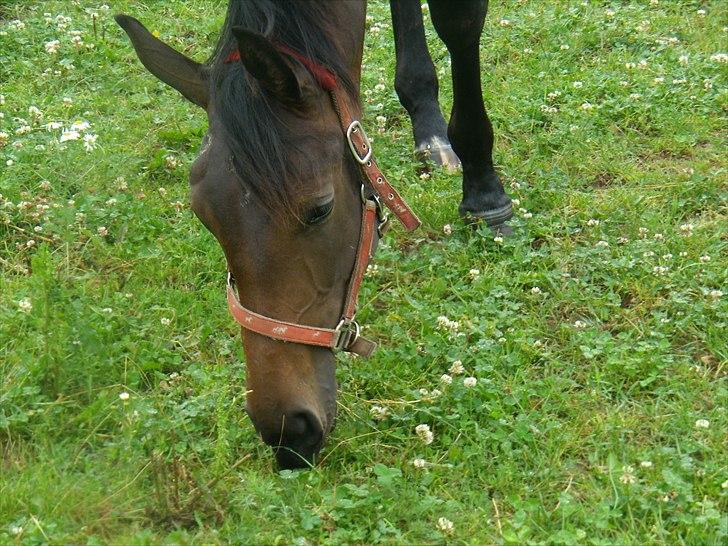 Dansk Varmblod Doñana billede 13