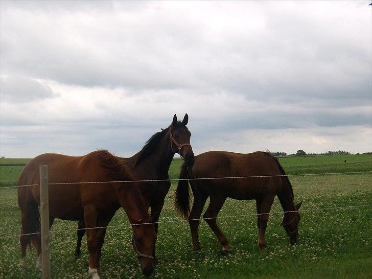 Dansk Varmblod Doñana billede 14