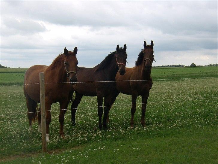 Dansk Varmblod Doñana billede 15