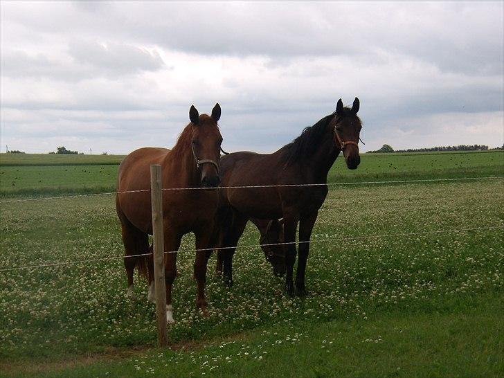 Dansk Varmblod Doñana billede 16