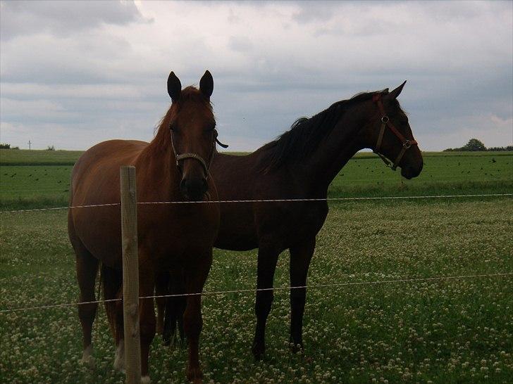 Dansk Varmblod Rocio billede 15