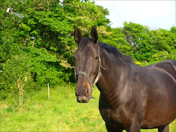 Dansk Varmblod Laconia billede 9