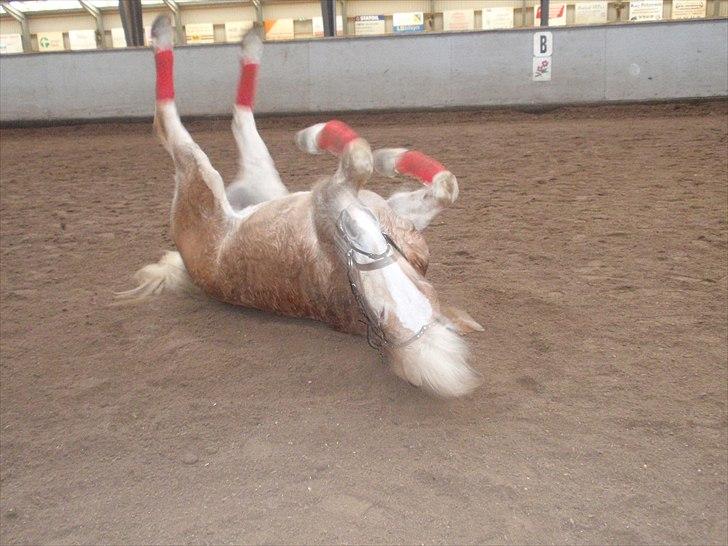 Tyroler Haflinger Aron II "BEBSEN" billede 12