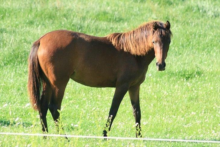 DSP NYDAM'S TOOTSIE - Sommer 2010 billede 7
