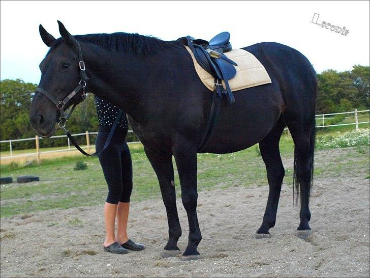 Dansk Varmblod Laconia - sommerfed hest med meget lille sadel billede 10